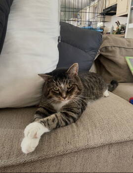 Rescue Domestic Short Hair Cats for Adoption in Walled Lake, Michigan - Arnie | PetCurious