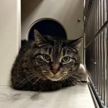 Domestic Short Hair Cats Available for Adoption in Fairport, New York - Daisy Mae | PetCurious