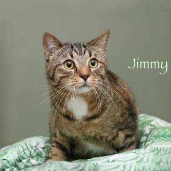 Jimmy -  Domestic Short Hair Cat for Adoption in Parma, Ohio - Jimmy | PetCurious
