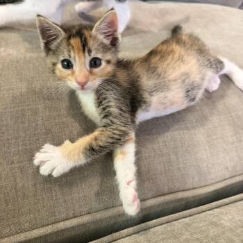 Penny -  Calico and Tabby Cat for Adoption in Elk Grove, California - Penny | PetCurious