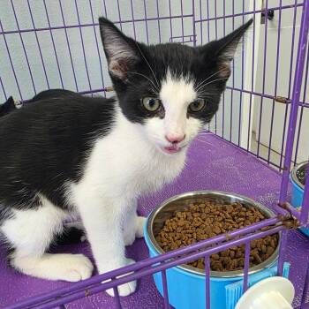 Spike -  Extra Toes Cat Hemingway Polydactyl Cat for Adoption in Duncan, Oklahoma - Spike | PetCurious