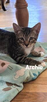 Archie -  Tabby Cat for Adoption in Vacaville, California - Archie | PetCurious