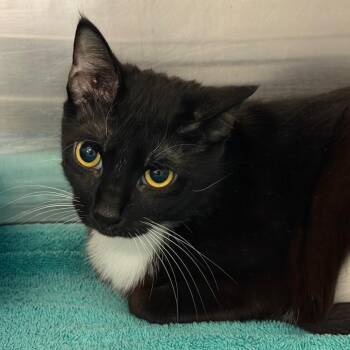 Houdini aka Boo -  Domestic Short Hair Cat for Adoption in Waldorf, Maryland - Houdini Aka Boo | PetCurious