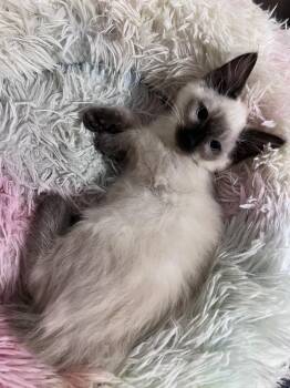 Dolly -  Domestic Medium Hair and Siamese Cat for Adoption in Virginia Beach, Virginia - Dolly | PetCurious
