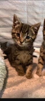 Domestic Short Hair Cats Available for Adoption in Pomona, New York - Sharky | PetCurious