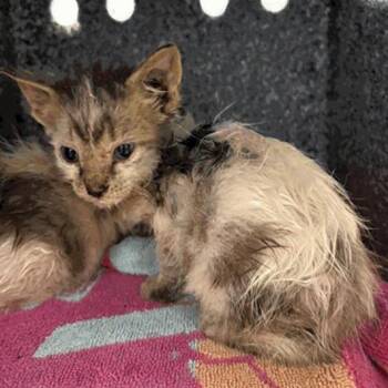 Nick -  Domestic Short Hair Cat for Adoption in Indianapolis, Indiana - Nick | PetCurious