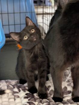 Little Miss Kitty -  Domestic Short Hair Cat for Adoption in Tilton, Illinois - Little Miss Kitty | PetCurious