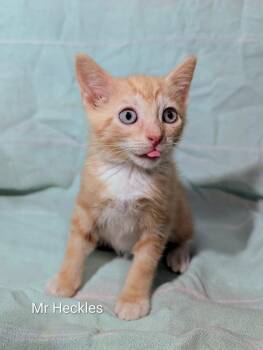 Mr Heckles -  Domestic Short Hair Cat Available for Adoption in Emerald Isle, North Carolina - Mr Heckles | PetCurious