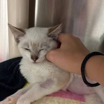 Cream Puff -  Domestic Short Hair Cat for Adoption in Hendersonville, North Carolina - Cream Puff | PetCurious