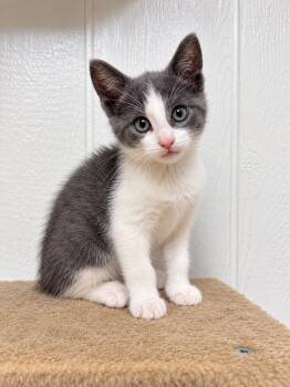 Biscotti -  Domestic Short Hair Cat for Adoption in Victor, New York - Biscotti | PetCurious