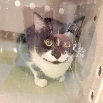 Domestic Short Hair Cats Available for Adoption - Sylvester | PetCurious