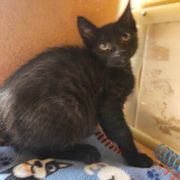 Uno -  Domestic Short Hair Cat for Adoption in Grantsville, Utah - Uno | PetCurious