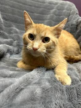 Domestic Short Hair Cats Available for Adoption in Alexandria, Minnesota - Groot | PetCurious