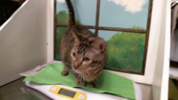 LILY -  Domestic Medium Hair and Domestic Short Hair Cat for Adoption in Houston, Texas - LILY | PetCurious