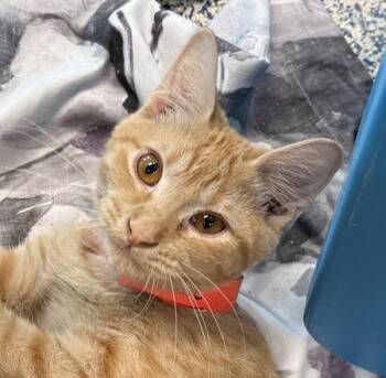 Eenie -  Domestic Short Hair Cat for Adoption in Golden, Colorado - Eenie | PetCurious