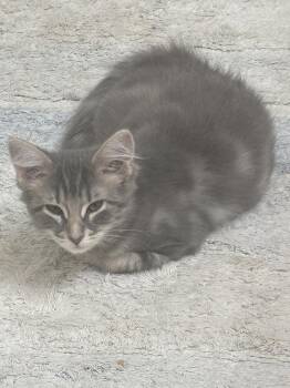 Bubbles -  Tabby Cat for Adoption in Cary, North Carolina - Bubbles | PetCurious