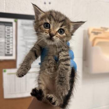 Sandra -  Domestic Short Hair Cat for Adoption in Edinburg, Texas - Sandra | PetCurious