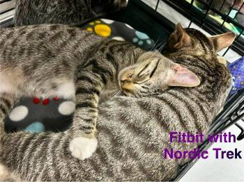 Fitbit -  Tabby and Domestic Short Hair Cat for Adoption in Walnut Creek, California - Fitbit | PetCurious