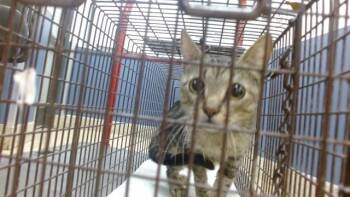 MIKA -  Domestic Short Hair Cat for Adoption in Doral, Florida - MIKA | PetCurious