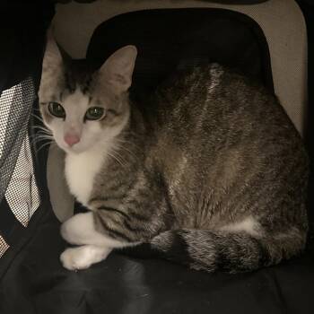 Domestic Short Hair Cats Available for Adoption in Austin, Texas - Sufficient Spider | PetCurious