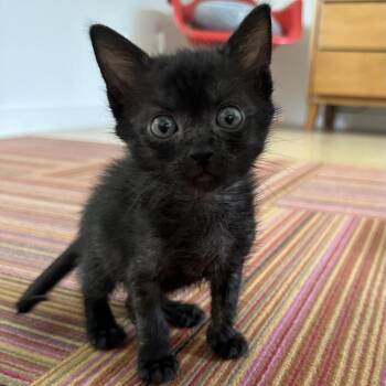Domestic Short Hair Cats Available for Adoption in Austin, Texas - Zoo Keeper 7 | PetCurious