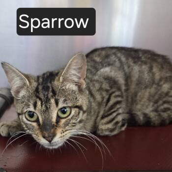 Sparrow -  Domestic Short Hair Cat for Adoption in Snow Hill, North Carolina - Sparrow | PetCurious