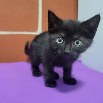 Rescue Domestic Short Hair Cats for Adoption in Cabot, Arkansas - Dusk | PetCurious