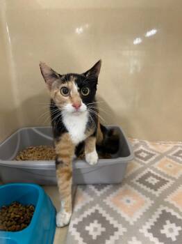 Miss Girl -  Domestic Short Hair Cat Available for Adoption in Gautier, Mississippi - Miss Girl | PetCurious