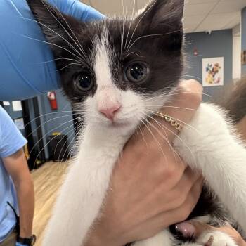 Muffin -  Domestic Short Hair Cat for Adoption in Newark, New Jersey - Muffin | PetCurious