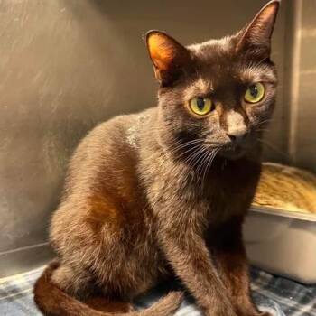 Merlin -  Domestic Short Hair Cat for Adoption in Beaumont, Texas - Merlin | PetCurious