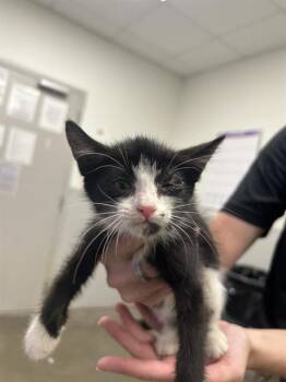 Rescue Domestic Short Hair Cats for Adoption in Rosenberg, Texas - FRITA | PetCurious