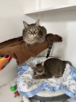 Rescue Domestic Short Hair Cats for Adoption in Edgewood, Maryland - Gabby & Zane | PetCurious