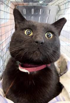 American Shorthair Cats Available for Adoption in Philadelphia, Pennsylvania - Mallowby | PetCurious