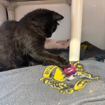 Hickstead -  Domestic Medium Hair Cat for Adoption in Puslinch, Ontario - Hickstead | PetCurious