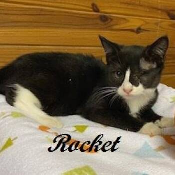 Rocket - brave little boy -  Tuxedo Cat for Adoption in Southern Pines, North Carolina - Rocket - Brave Little Boy | PetCurious