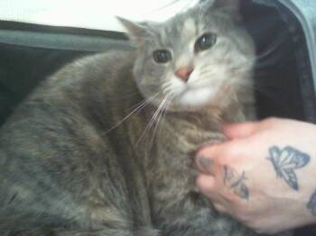 Domestic Short Hair Cats Available for Adoption in Charlotte, North Carolina - ARTY | PetCurious