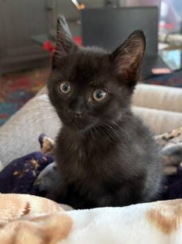 Mousey -  Domestic Short Hair Cat for Adoption in Sunrise, Florida - Mousey | PetCurious