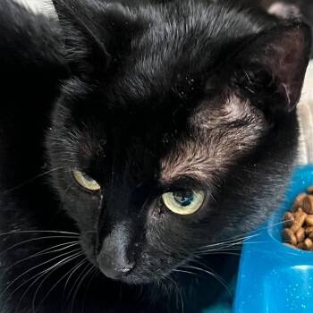 Domestic Short Hair Cats Available for Adoption - Jenga | PetCurious