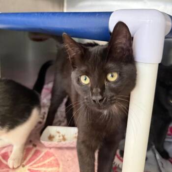 Bee -  Domestic Short Hair Cat for Adoption in Lakeland, Florida - Bee | PetCurious