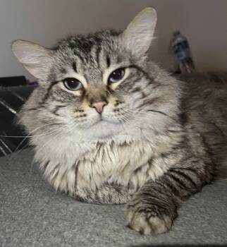 Maine Coon and Domestic Long Hair Cats Available for Adoption in Walnut Creek, California - Milo | PetCurious