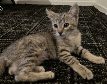 Tabby Cats Available for Adoption in Prescott, Arizona - Cheetah - Tiny Kitten, Big Energy | PetCurious