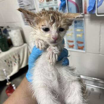 Barney -  Domestic Short Hair Cat for Adoption in Birmingham, Alabama - Barney | PetCurious