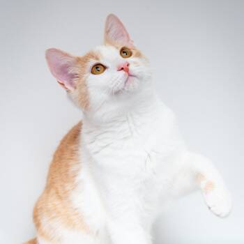 Rescue Domestic Short Hair Cats for Adoption in Hattiesburg, Mississippi - Rodeo | PetCurious