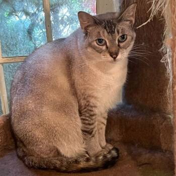BARN CATS - EXCELLENT FOR MOUSING (SMALL DONATION) -  Siamese Cat for Adoption in Oakwood, Georgia - BARN CATS - EXCELLENT FOR MOUSING (SMALL DONATION) | PetCurious