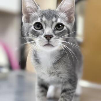 Tristan-4431 -  Domestic Short Hair Cat for Adoption in Tyler, Texas - Tristan-4431 | PetCurious