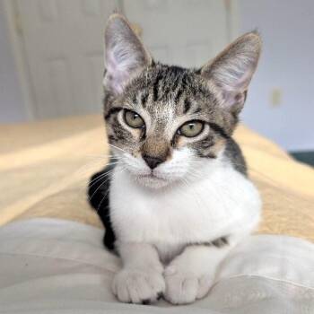 Pippin Bloom the Adventure Cat -  Tabby and Domestic Short Hair Cat for Adoption in Friendswood, Texas - Pippin Bloom The Adventure Cat | PetCurious