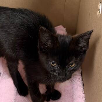 North -  Domestic Short Hair Cat for Adoption in Greenville, South Carolina - North | PetCurious