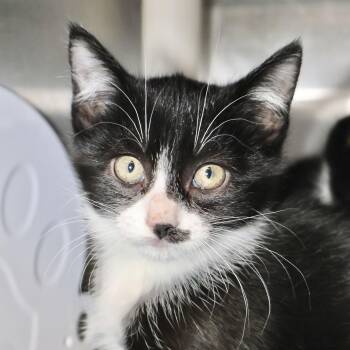 Domestic Short Hair Cats Available for Adoption - Tie  | PetCurious