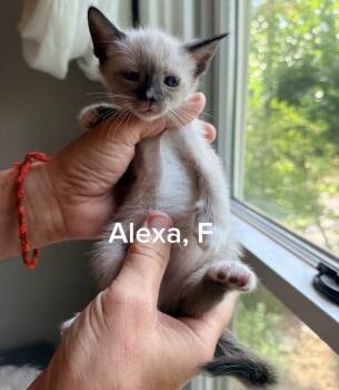 Alexa -  Siamese and Snowshoe Cat for Adoption in Shrewsbury, Massachusetts - Alexa | PetCurious
