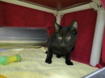 CHARLOTTE KETCHUP -  Domestic Short Hair Cat for Adoption in Derwood, Maryland - CHARLOTTE KETCHUP | PetCurious